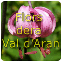 Flors d'Aran